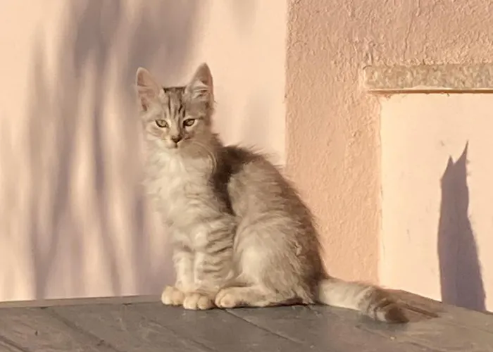 Oliveto Bed & Breakfast